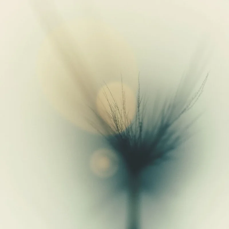 A delicate dandelion seed head is shown, almost entirely composed of its wispy, parachute-like bristles. The background is soft and blurred with pale greens and creams, creating a hazy, dreamlike quality. Soft orbs of light appear behind the seeds, suggesting a gentle glow.